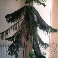 فروشی کاج مطبق آپارتمانی