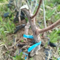 صنوبر نیگرا ترکیه و کبوده