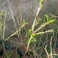 نهال درخت پر ریشه(طایقان.خدیجه خاتون)