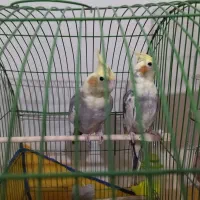 عروس هلندی