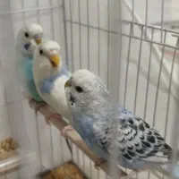 مرغ عشق سرحال آماده در چهار رنگ متفاوت