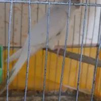 عروس هلندی ماده