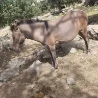 قاطر ماچه