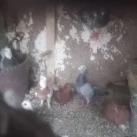 کفتر کبوتر