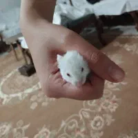هـمـسـتر سـوری