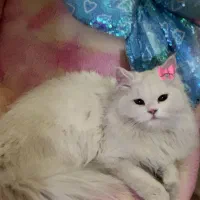 گربه پرشین ماده