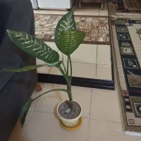 دیفن باخی