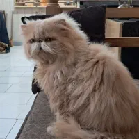 تعدادی گربه پرشین ماده نر و ماده