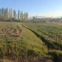 زمین کشاورزی با سند تک برگ و آب فراوان