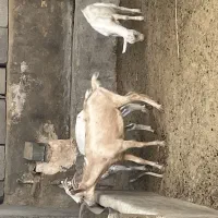 فروش 6عدد کهره سانان