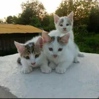 بچه گربه رایگان نژاد دار با شرایط