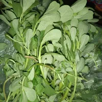 پرپین محلی ( ولاتی )