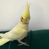 عروس هلندی
