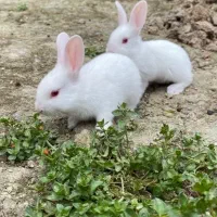 خرگوش|موش و خرگوش|کردکوی, |دیوار