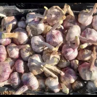 بذر سیر خشک درجه یک سورت شده