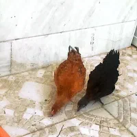 جوجه رسمی