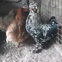 خروس نژاد زیبای سلطان