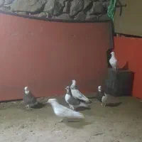 کبوتر|پرنده|کلاترزان, |دیوار