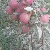 سیب|خوردنی و آشامیدنی|خرمآباد, |دیوار