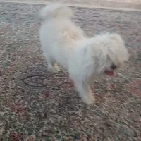 سگ باهوش تمیز