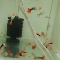 فروش گوپی نژاد دار
