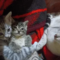 واگذاری گربه