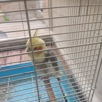 عروس هلندی سخنگو پیداشده