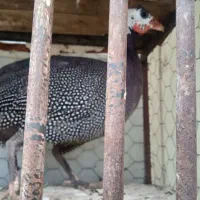 مرغ شاخ دار