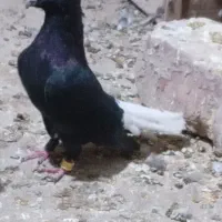کبوتر فروشی۰۰۰