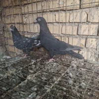 جفت لوت|پرنده|آبادان, |دیوار