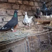 تعداد کبوتر پرشی