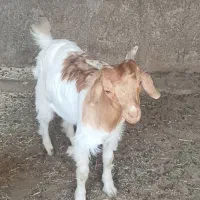 بزغاله نر بوئر ۳ ماهه