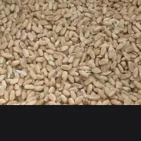 گندم امسال پاک