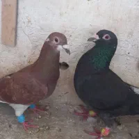 کفتر صید جوجه و طوقی و تهرانی وقفس