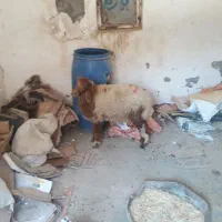 حمدیه