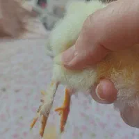 جوجه محلی پر پا