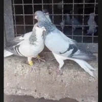 بدرنگ نر
