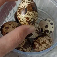 تخم بلدرچین