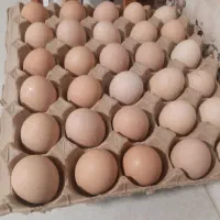 تخم مرغ محلی در روستاهای جاغرق