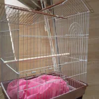 قفس عروس هلندی