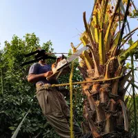 قطع نخل برش نخل درخت مخ رایگان