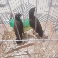 مرغ مینا