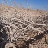فروش چوب پسته