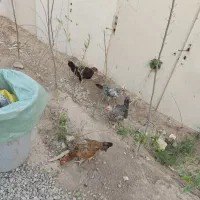 مرغ رسمی
