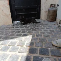 سگ فرنچ بولداگ