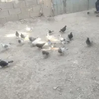 کبوتر