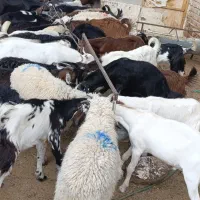 بره و بزغاله