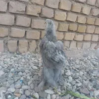 جوجه برهما نژادخالص ،جوجه بوقلمون زیر کرچی