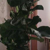 گل زینتی