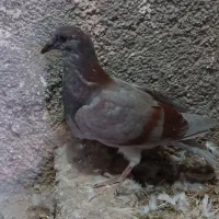 کبوتر